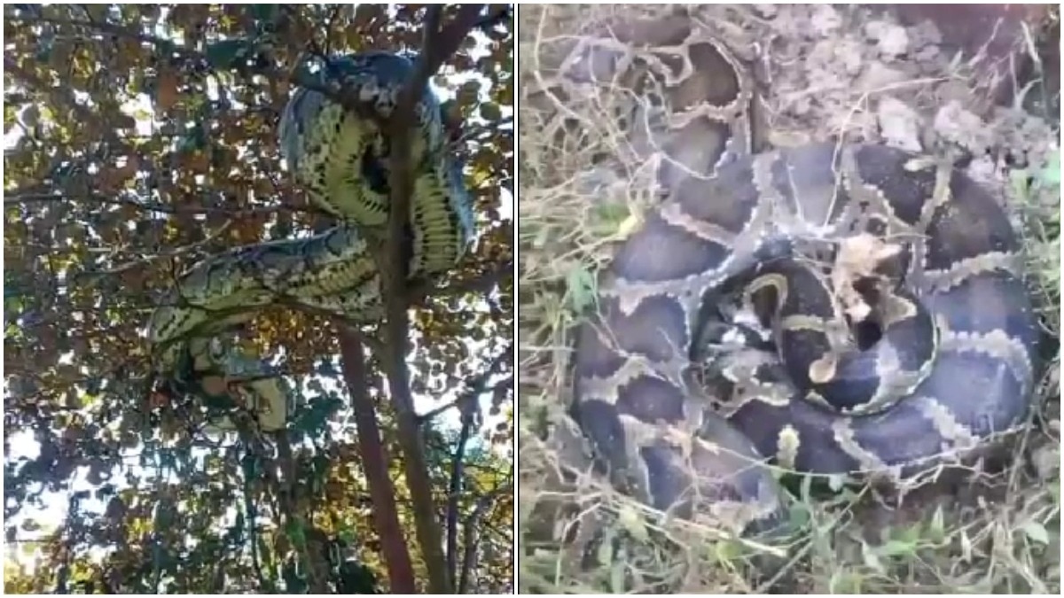 Two giant pythons spotted near Assam industrial facility, locals afraid to step out