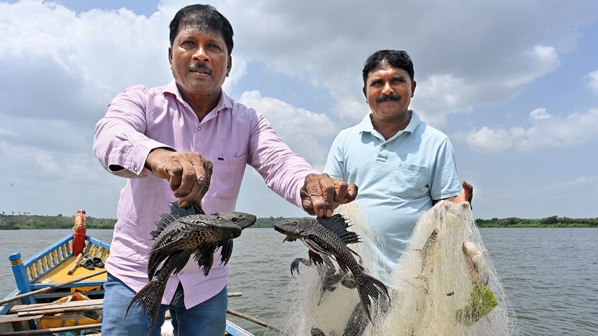 Battle of the fishes: Maharashtra's Ujani Dam