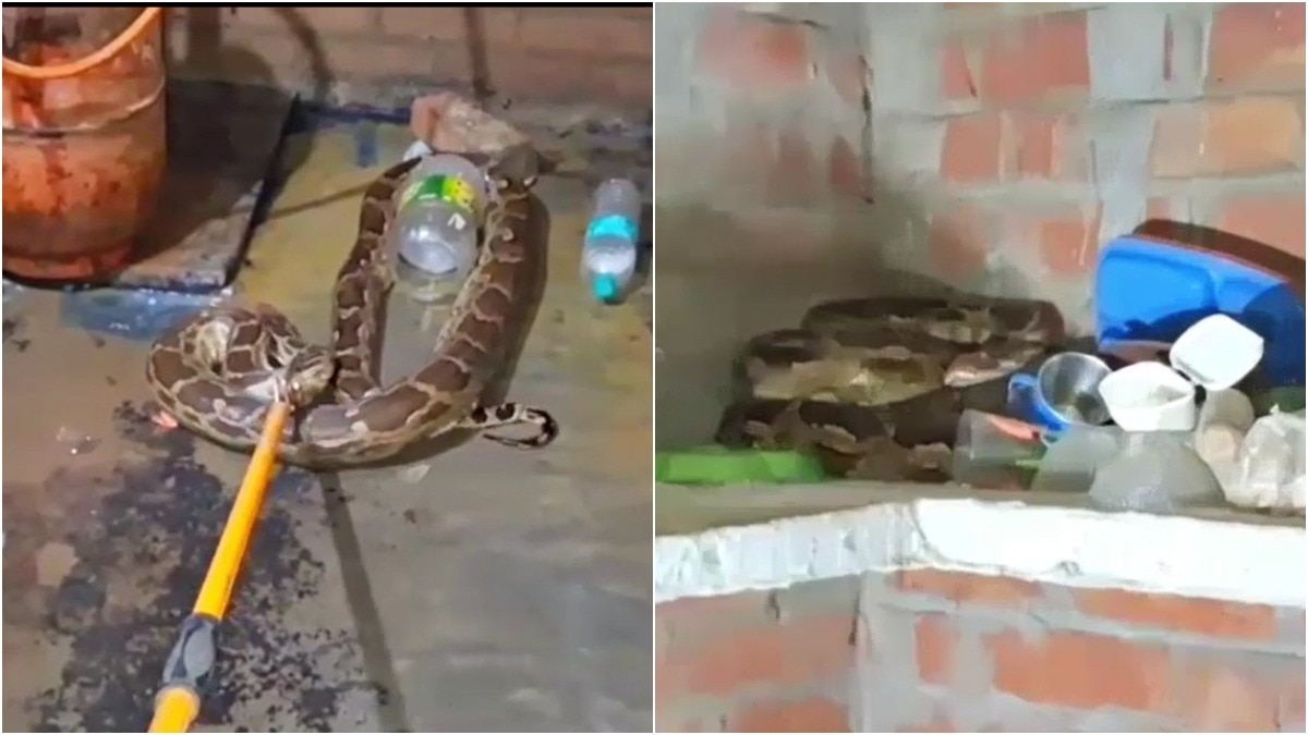 UP woman screams and flees after finding 12-foot python in kitchen, rescued