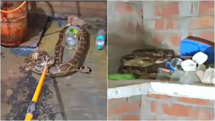 A 12-foot long python was rescued from a kitchen in Uttar Pradesh. UP