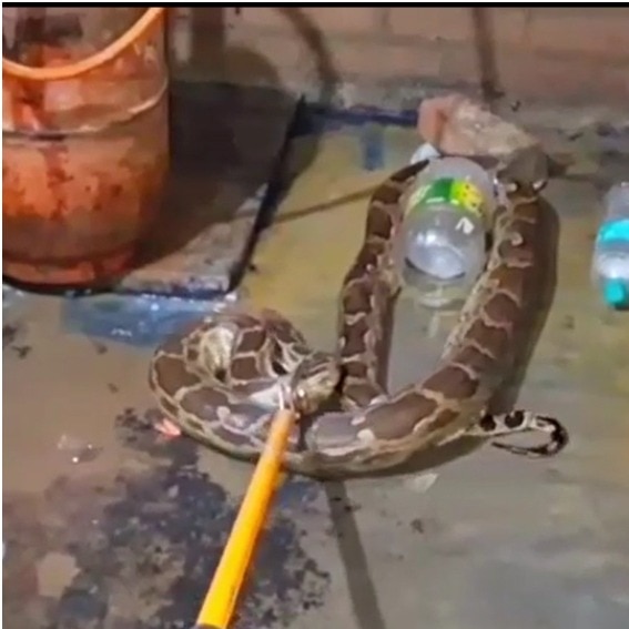 UP woman screams and flees after finding 12-foot python in kitchen, rescued