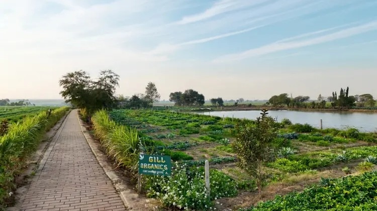 No space for a kitchen garden? You can now rent land to grow vegetables