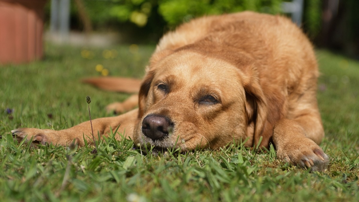Why do big dogs age faster than smaller ones? Science has offered a clue