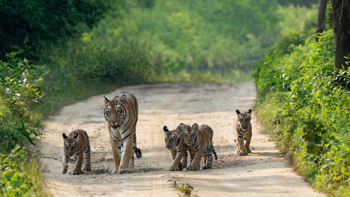 World's wildlife down 73% since 1970, but India's big cats defy the slide