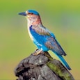 Indian roller Indian roller