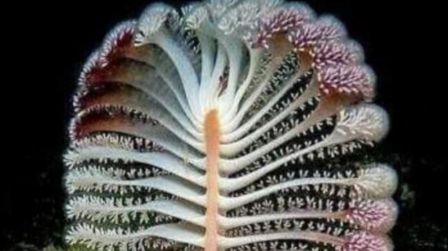 Fact Check Is This The Rare Nagapushpa Flower That Blooms Once Every 36 Years Indiatoday