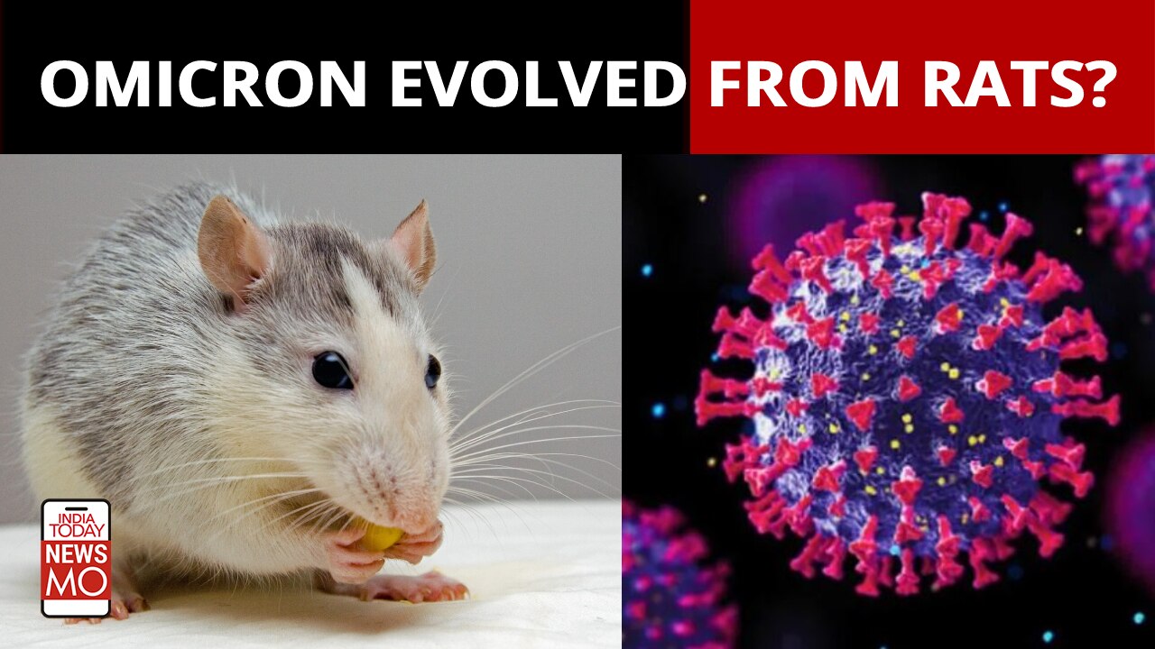 Covid19 Did Omicron variant evolve from rats? India Today