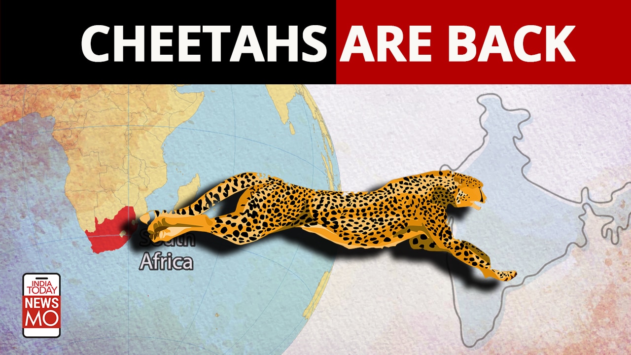 Cheetah reintroduction in India after 70 years How will they be