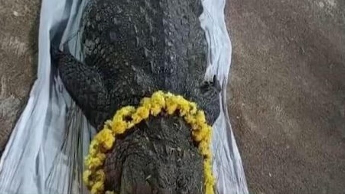 Babiya, 'vegetarian' crocodile, dies at 75 in Kerala's Kasaragod