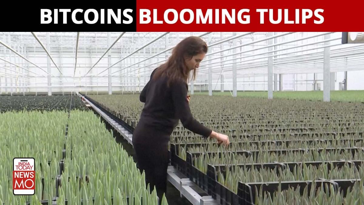 Can you imagine bitcoin miners help tulips grow?