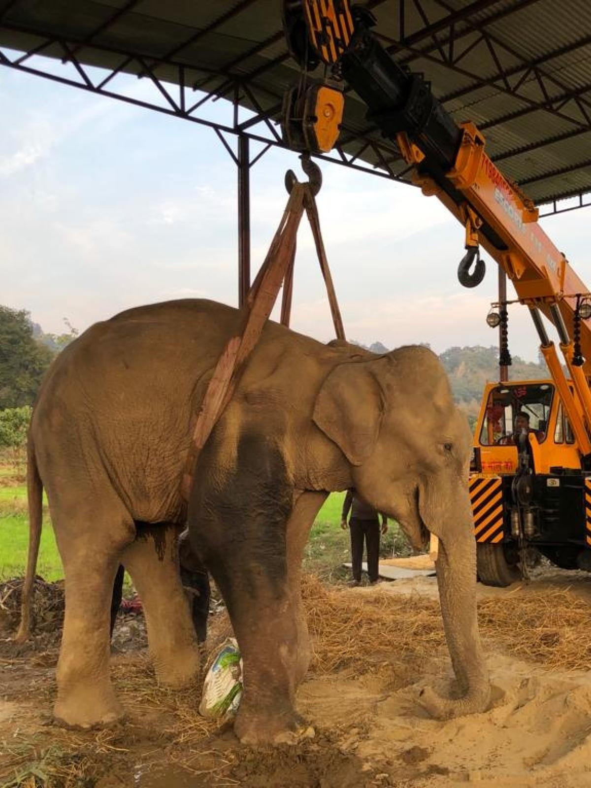 Indian Army answers 'begging' elephant's call for help - India ...