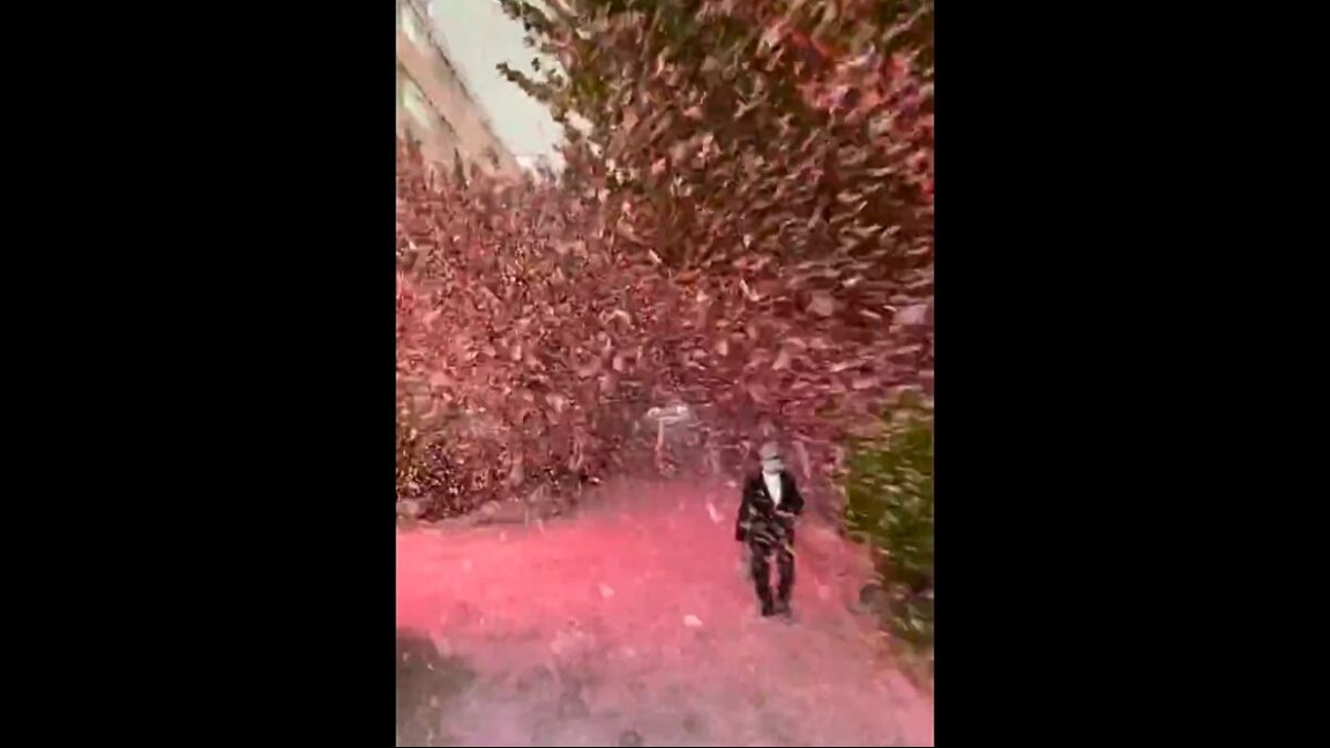 Video: Cherry blossom blizzard turns China city streets pink 