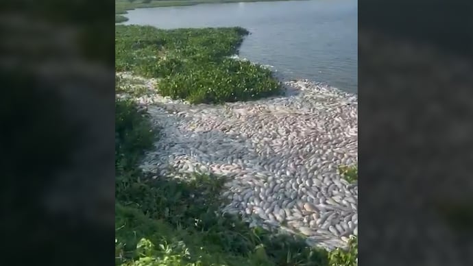 Over 10 tons of fish found mysteriously dead on shores of Hyderabad lake