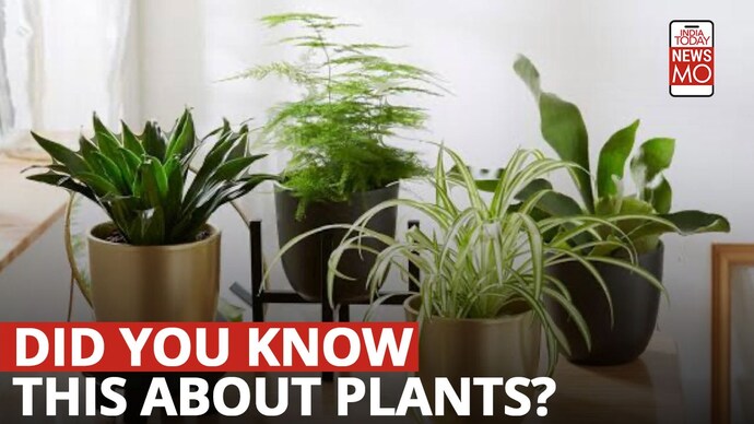 7 plants that will take care of your mental health NewsMO