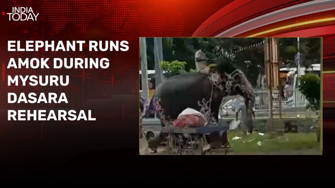 Video: Elephant runs wild during Mysuru Dasara rehearsal, sparks panic
