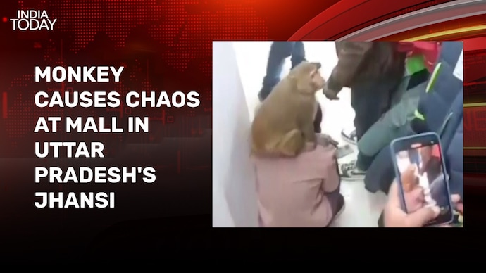Video: Monkey raids UP mall, sits on woman's shoulder, snatches her shoe