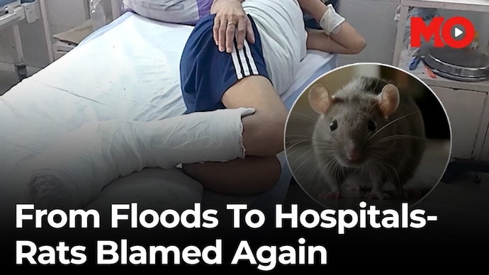 Bihar rat crisis: flood, missing liquor, and patients attacked hospitals Bihar rat