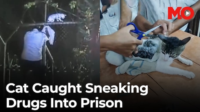 Kat caught drug smuggling in Costa Rikan Jail Costa Rica Cat