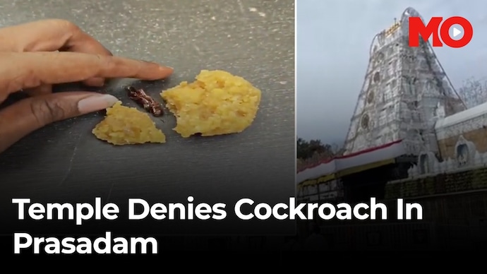 Andhra Temple denies cockroaches in Ladu's claim, checks cleanliness Offering