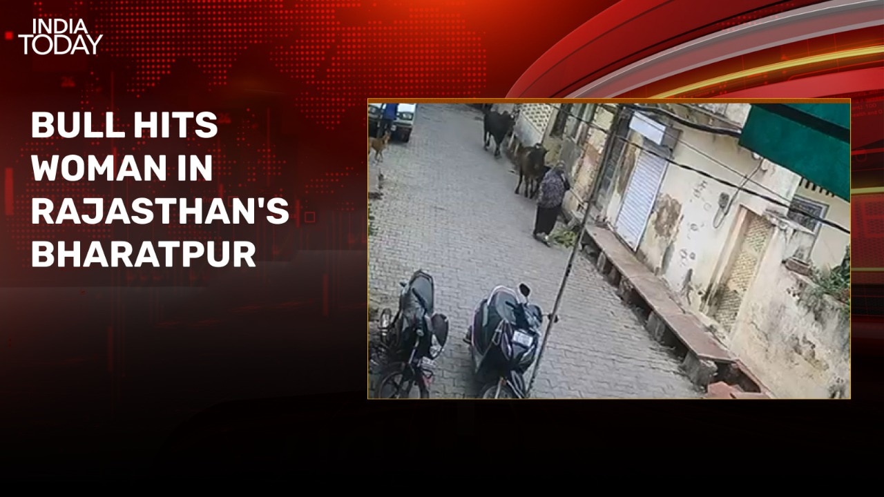 Video: Woman flung into air as bull hits her in Rajasthan's Bharatpur
