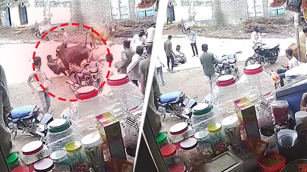 Caught on camera: Stray bulls charge at group in Gujarat, leave man injured