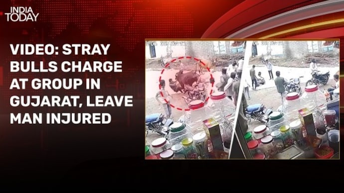 Caught on camera: Stray bulls charge at group in Gujarat, leave man injured Amreli bull attack