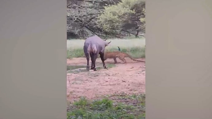Video: Nilgai stares down leopard, sends big cat retreating Jaipur