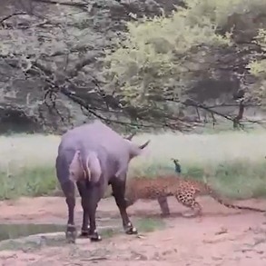 Video: Nilgai stares down leopard, sends big cat retreating