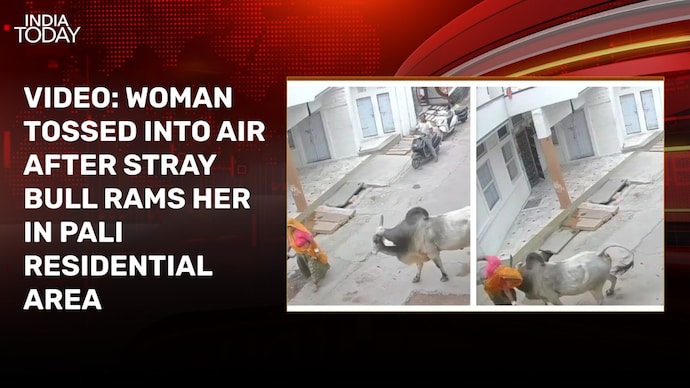 Video: Elderly woman flung into air as stray bull rams her in Rajasthan's Pali Pali bull hit