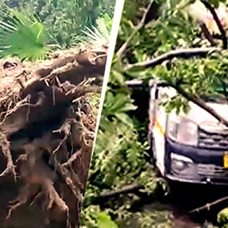 Video: Tree falls on car outside Delhi's National Heart Institute, disrupts traffic