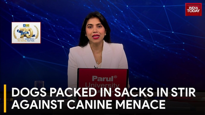 Stray Dog Menace Protest Sparks Animal Cruelty Charges After Dogs Released In Civic Office Dogs Packed In Sacks In Stir Against Canine Menace