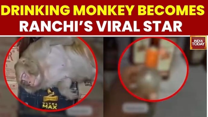 Monkey Enters Ranchi Wine Shop, Drinks Liquor Before Falling Asleep Monkey Drinks Liquor In Ranchi Wine Shop