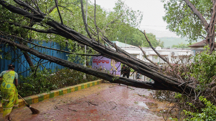 An autorickshaw stuck under an uprooted tree due to the impact of Cyclone Montha. (PTI)