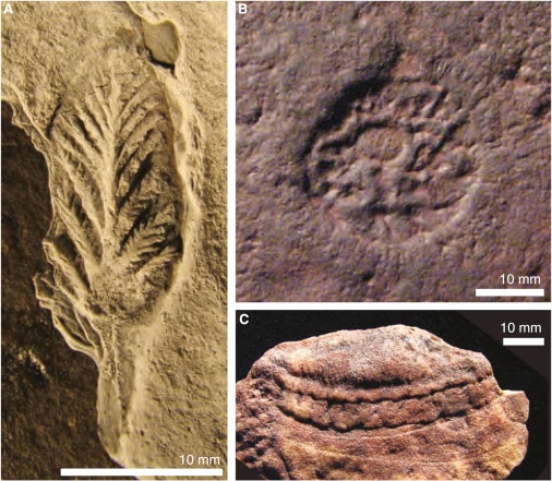 An image of Ediacaran fossils. (Photo: ScienceDirect/Newfoundland Museum))