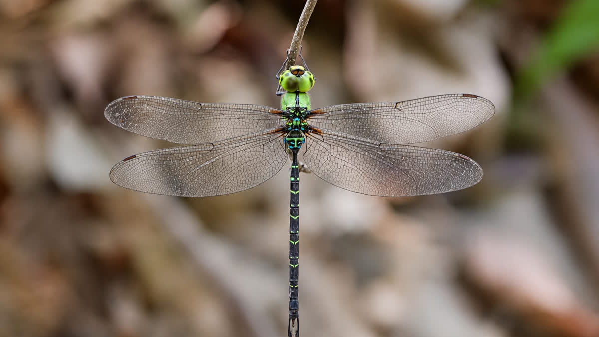 An image of the returned duskhawker dragonfly in Arunachal Pradesh. (Photo: X)