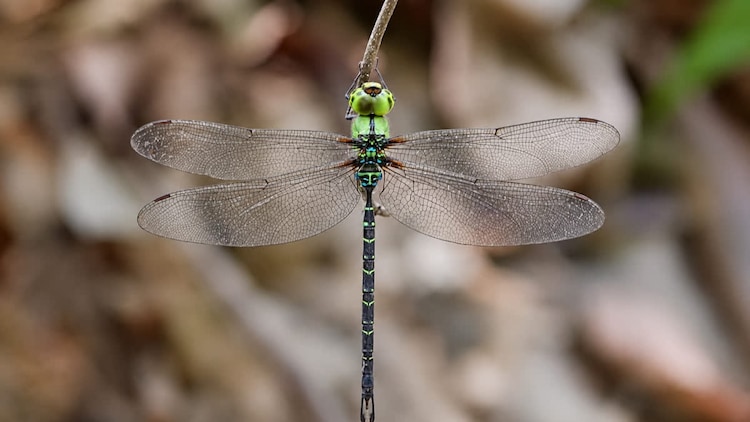 An image of the returned duskhawker dragonfly in Arunachal Pradesh. (Photo: X)