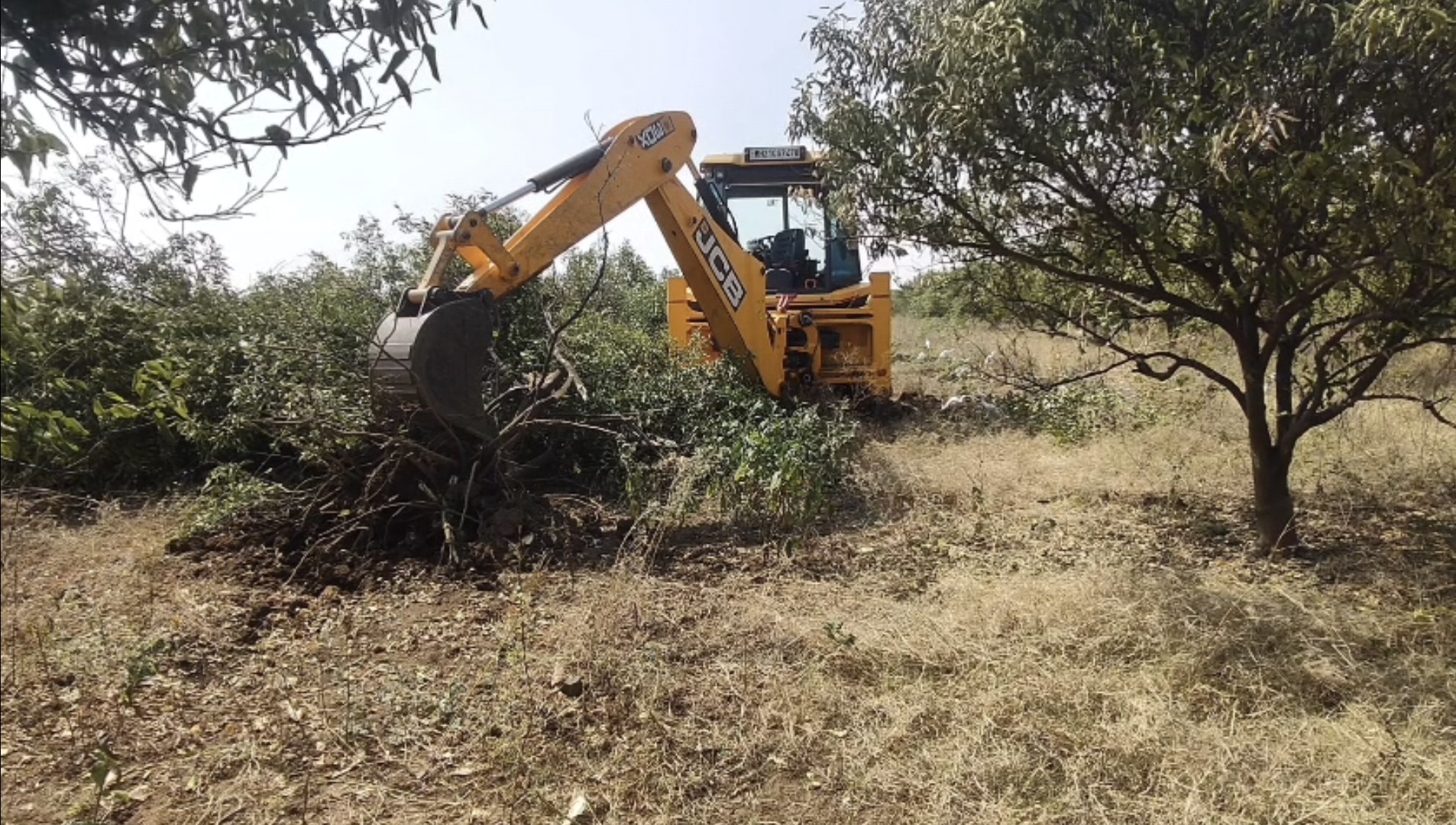 A JCB machine uproots a dried tree at an orchard in Maharashtra. (Photo: ITG)