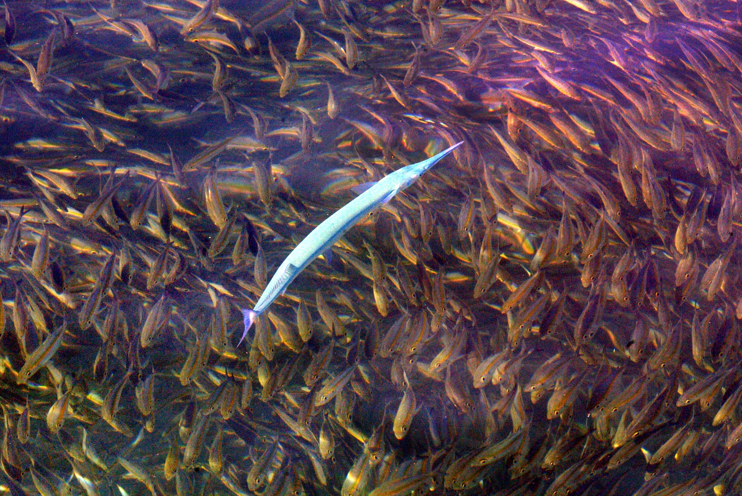 Fishes swim in a marine ecoregion off the coast of Malaysia. (Photo: Reuters)