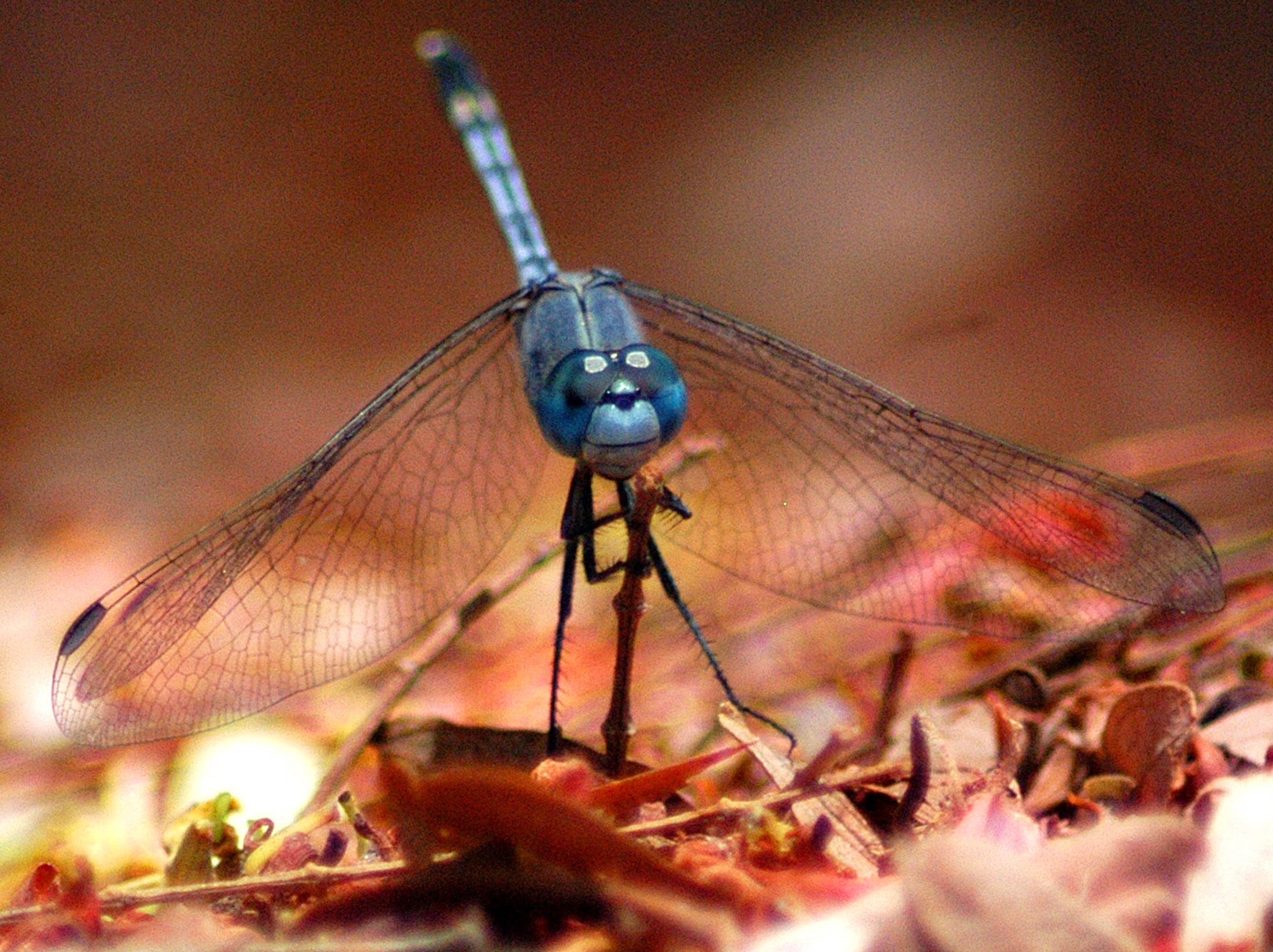 A dragonfly rests in a public park in Madras. (Photo: Reuters)
