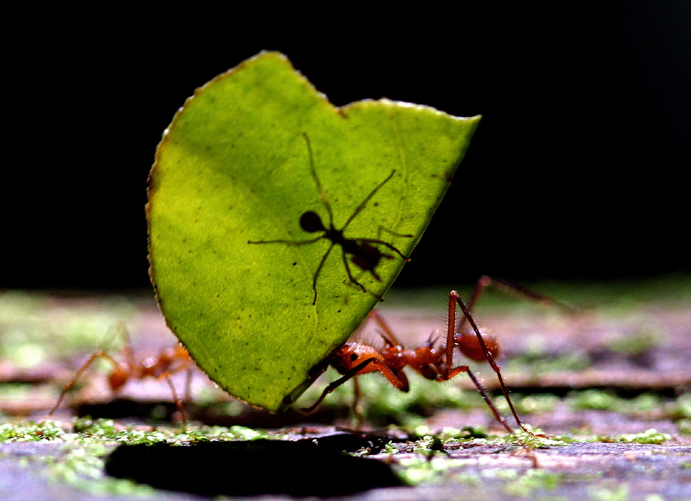 A Leaf-cutting Ant (Atta cephalotes) carries a leaf. (Photo: Reuters)