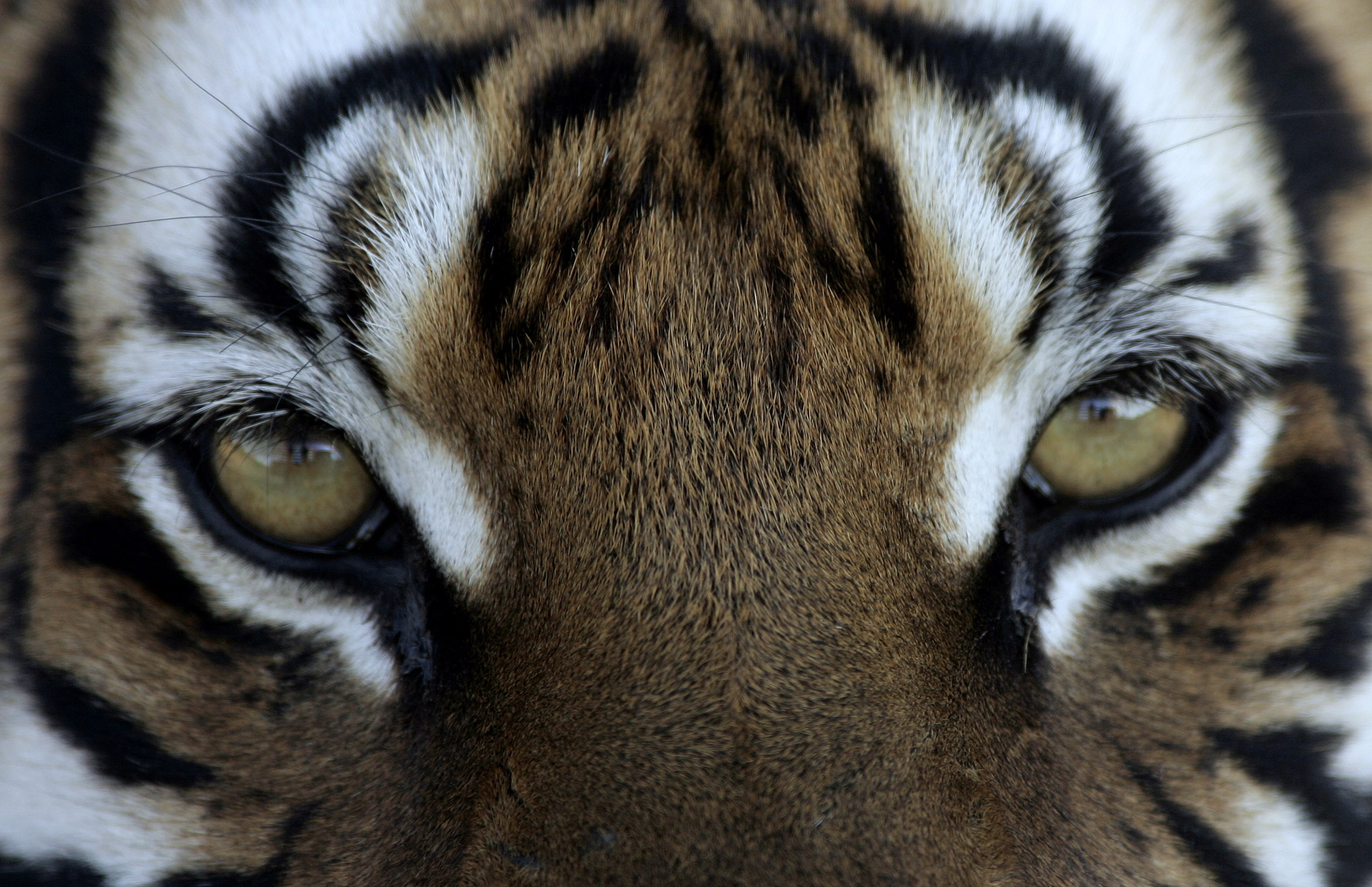 A close-up image of a tiger. (Photo: Reuters)