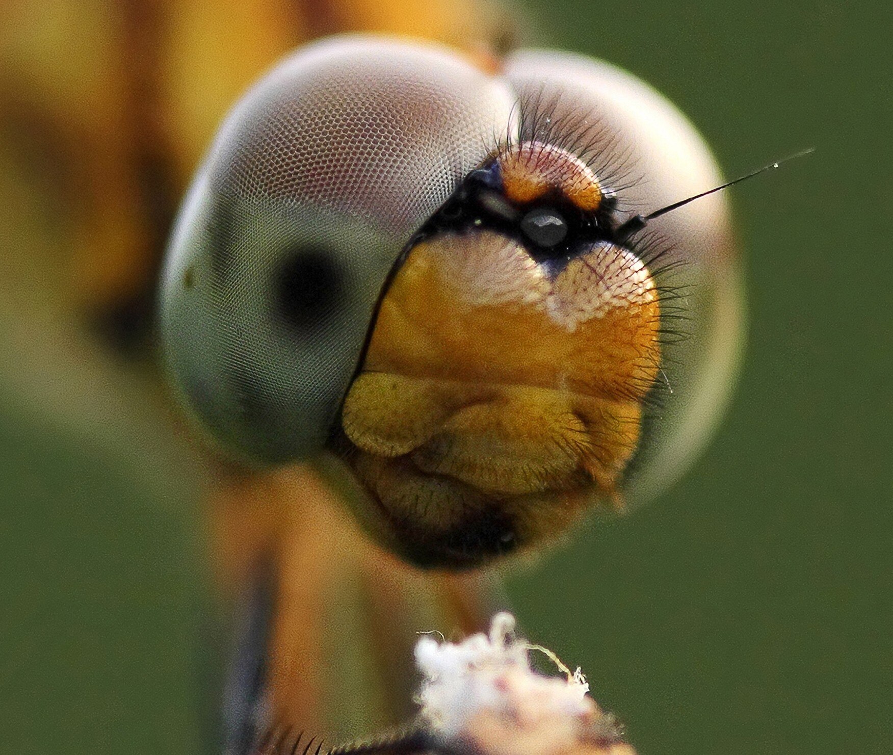 A closeup image of a dragonfly sitting on a branch. (Photo: Reuters)