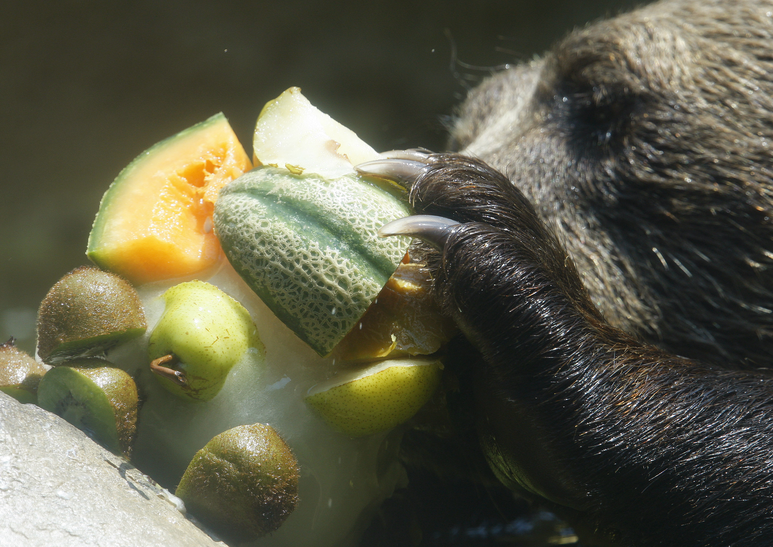 A bear eats frozen fruit at a zoo during a hot summer day in Rome, Italy. (Photo: Reuters)
