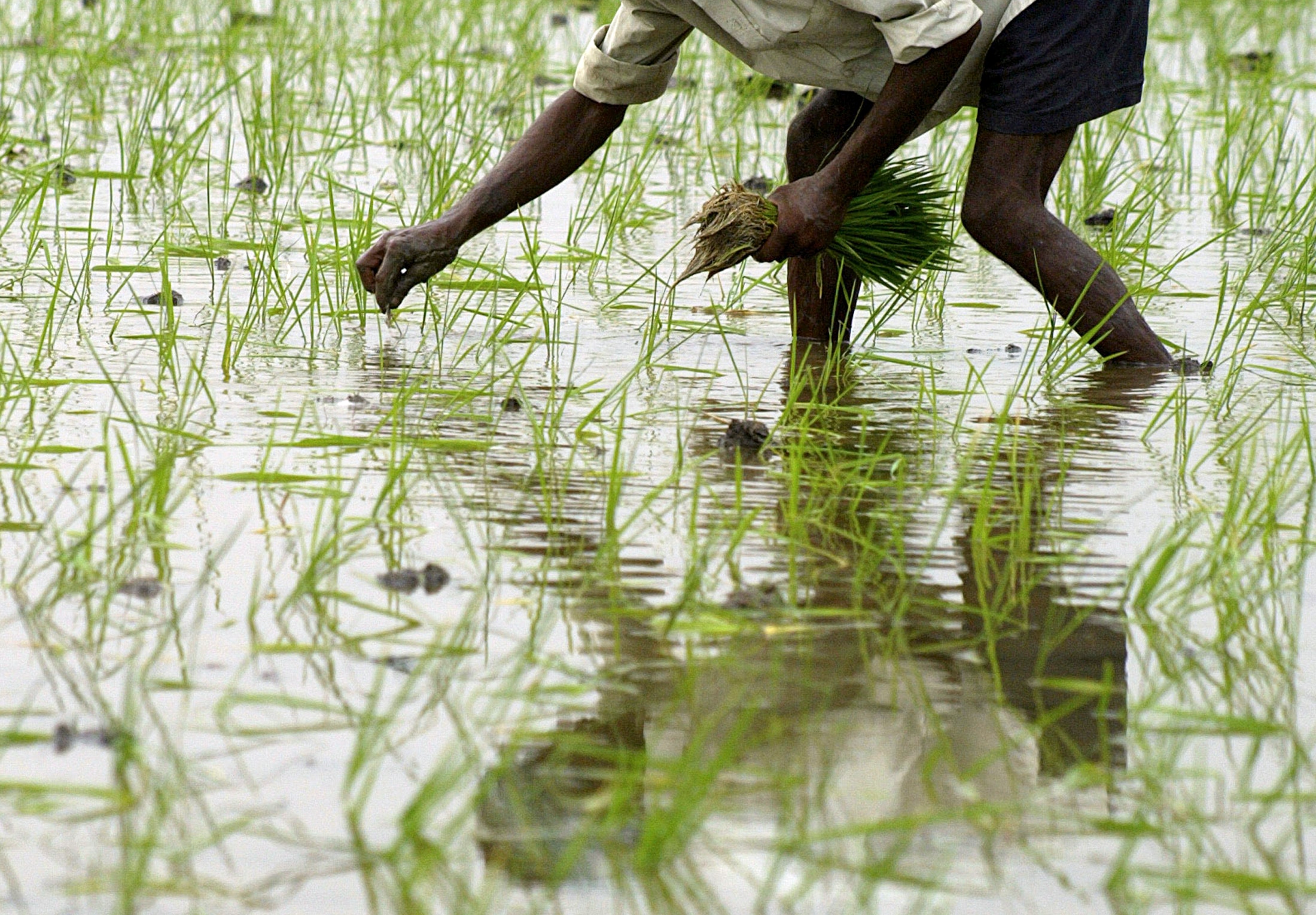 A labourer plants paddy saplings in a field near Amritsar, Punjab. (Photo: Reuters)