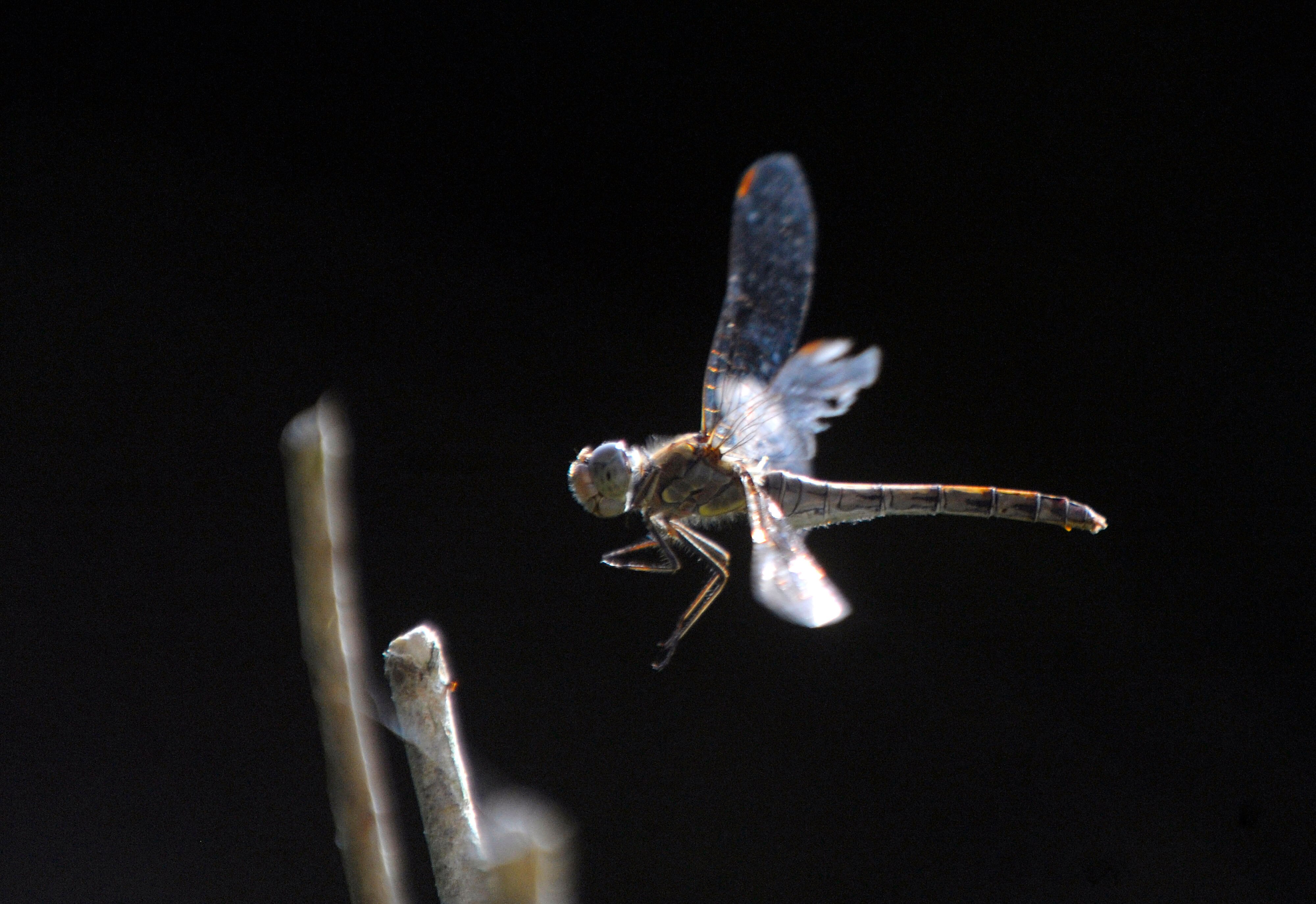 A dragonfly tries to catch a fly. (Photo: Reuters)