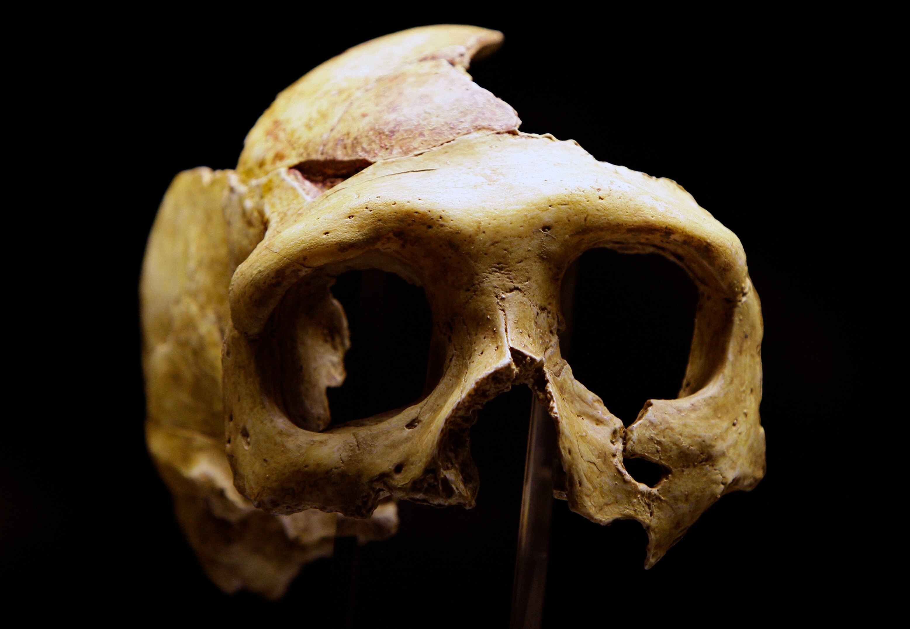 The replica of a neanderthall skull. (Photo: Reuters)