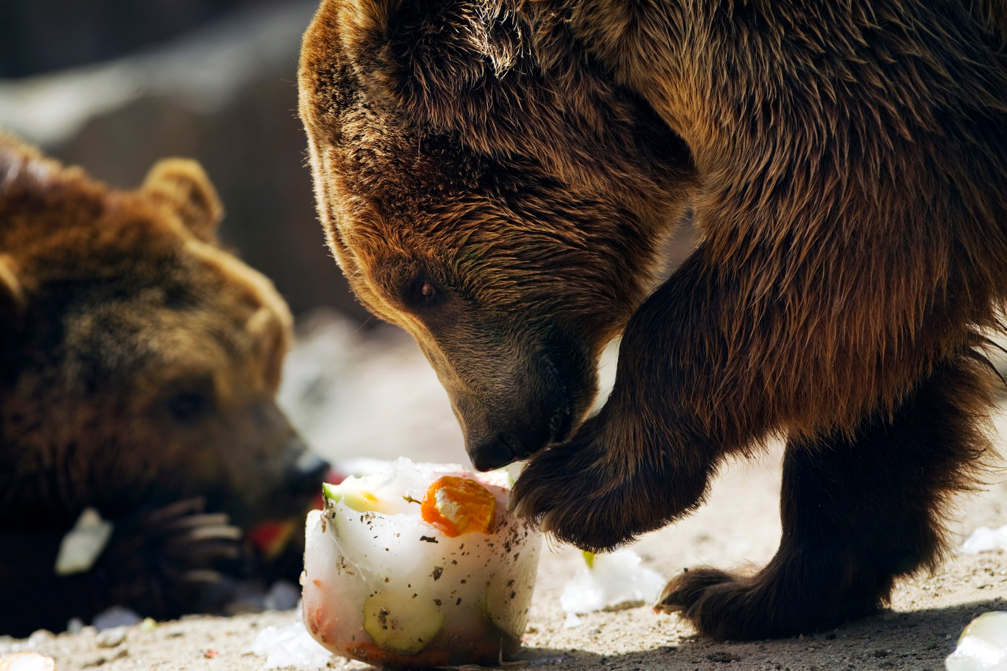 Brown bears eat frozen fruits during a heat wave at Madrid's zoo. (Photo: Reuters)