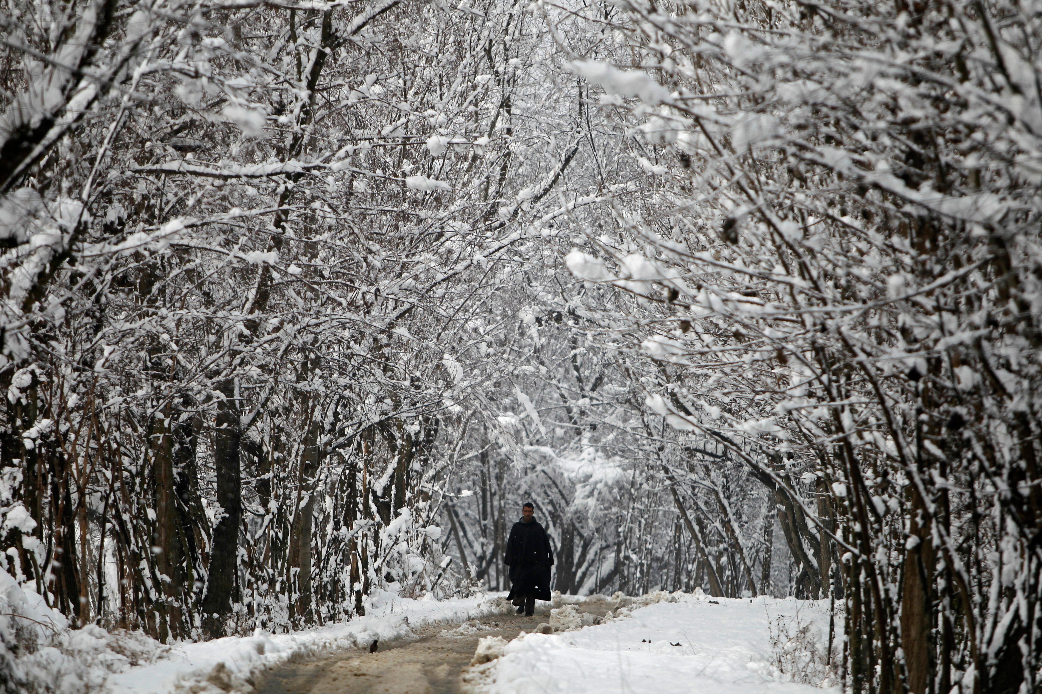 A man walks under the snow-covered trees after heavy snowfall during winter in Srinagar, Kashmir. (Photo: Reuters)