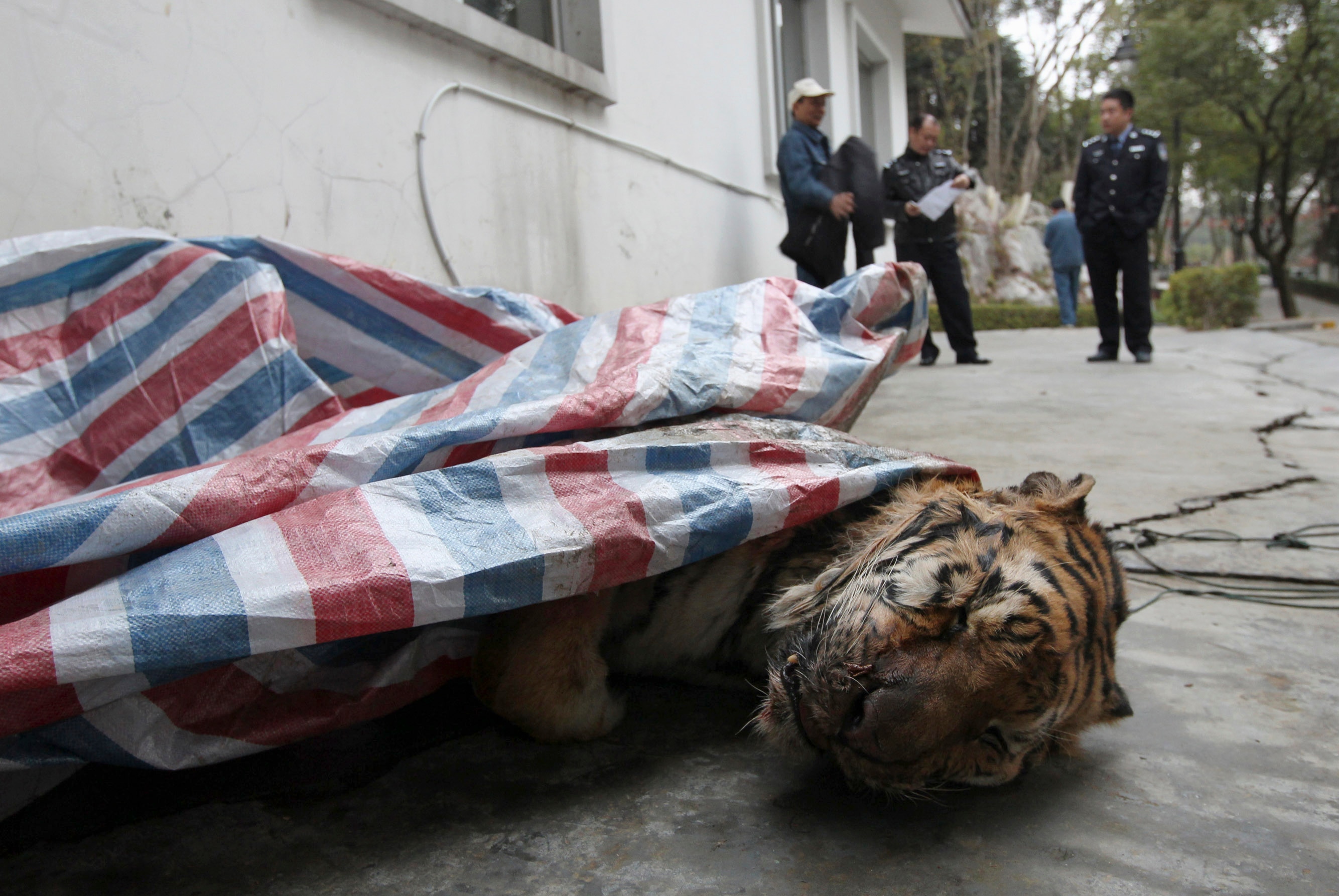 An image of a dead tiger. (Photo: Reuters)