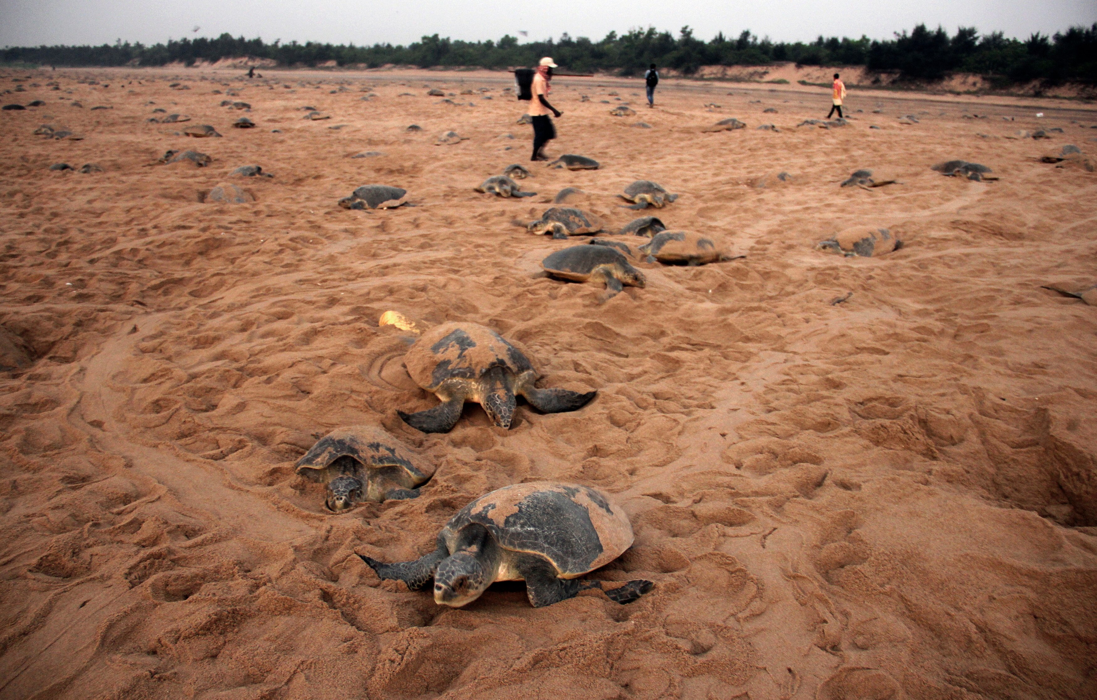 Villagers walk amid Olive Ridley turtles at Rushikullya beach in Odisha. (Photo: Reuters)